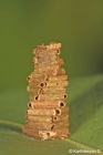 Bagworm