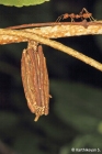 Bagworm