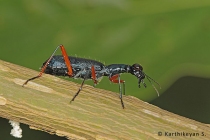 Tiger Beetle