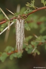 Bagworm - bag made of Acacia