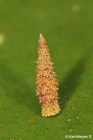 Bagworm