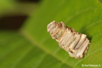 Bagworm