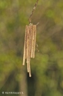 Bagworm