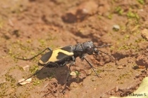 Tiger Beetle Cicindela aurofasciata