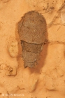 Bagworm