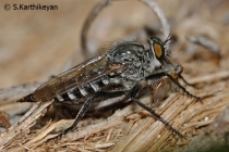 Robberfly with prey
