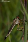 Robberfly