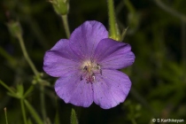 Geranium