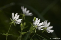 Wild Flower Cerastrium sp.