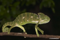 Chameleon