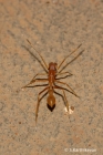 Ant-mimic Spider Myrmarachne sp.