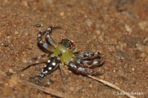 Jumping Spider Epeus indicus