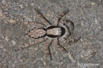 Jumping Spider Menemerus bivittatus