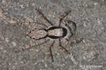 Jumping Spider Menemerus bivittatus