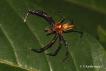 Jumping Spider Onomastus sp.
