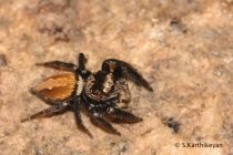 Jumping Spider