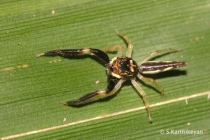 Jumping Spider