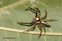 Jumping Spider Telamonia dimidiata male