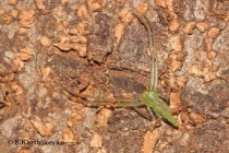 Crab Spider Oxytate sp.