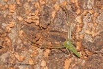 Crab Spider Oxytate sp.