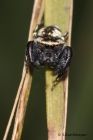 Jumping Spider Rhene sp.