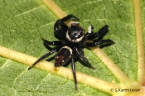 Jumping Spider Hasarius sp.