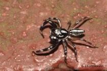 Jumping Spider