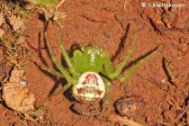 Crab Spider