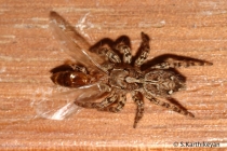 Jumping Spider feeding Plexippus paykulli