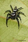 Jumping Spider