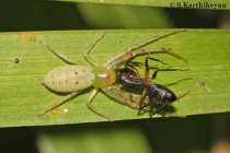 Crab Spider