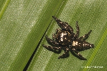 Jumping Spider