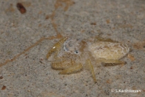 Jumping Spider