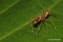 Ant-mimic spider Myrmarachne sp.