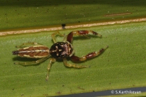 Jumping Spider (Scorpion Jumper) Bavia kairali