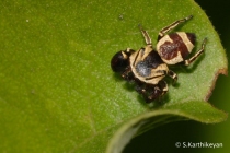 Jumping Spider Rhene danieli