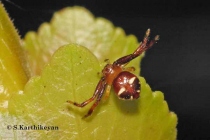 Crab Spider