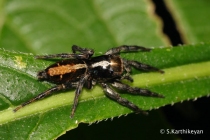 Jumping Spider