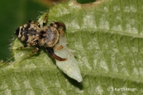 Jumping Spider feeding Rhene sp.