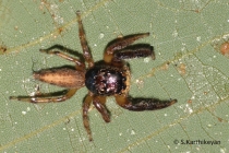 Jumping Spider