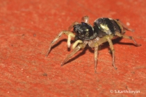 Jumping Spider Phintella sp.