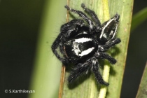 Jumping Spider Carrhotus viduus female