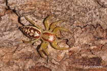 Jumping Spider Epocilla aurantiaca (?)