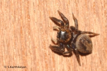 Jumping Spider