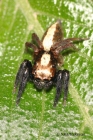 Jumping Spider