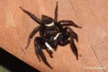 Jumping Spider Hasarius sp.