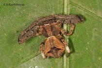 Crab Spider Angaeus sp.