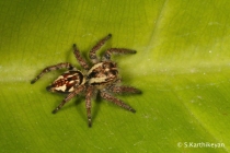 Jumping Spider