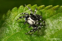 Jumping Spider