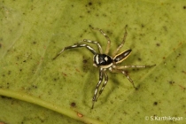 Jumping Spider